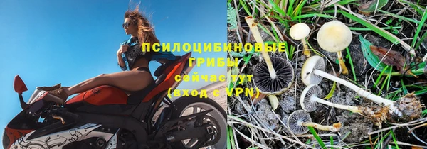 стафф Алзамай
